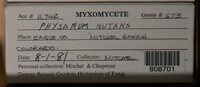 Physarum nutans image